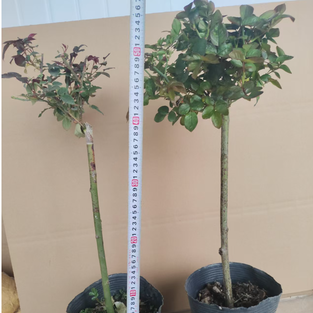 月季棒棒糖树桩月季庭院玫瑰四季开花苗大花高杆耐寒耐热玫瑰月季