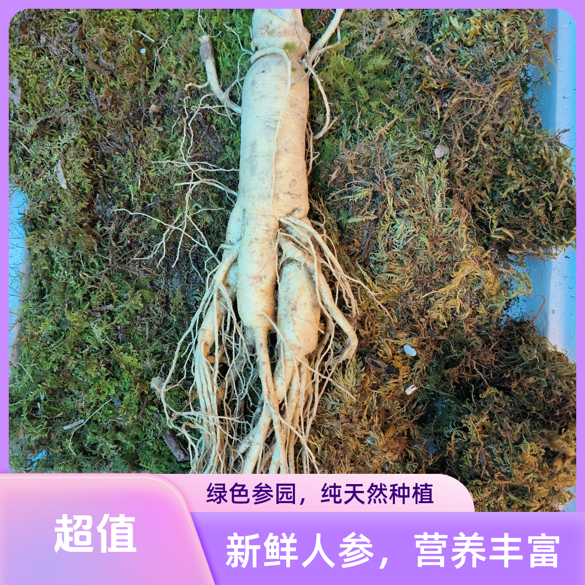 【人参】实拍正宗长白山带土鲜人参煲汤可搭枸杞