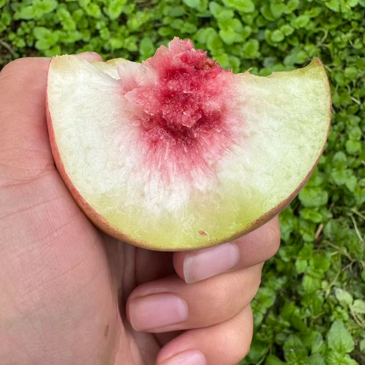 【沂蒙山农家冬桃】现摘应季水果桃子硬桃小毛桃