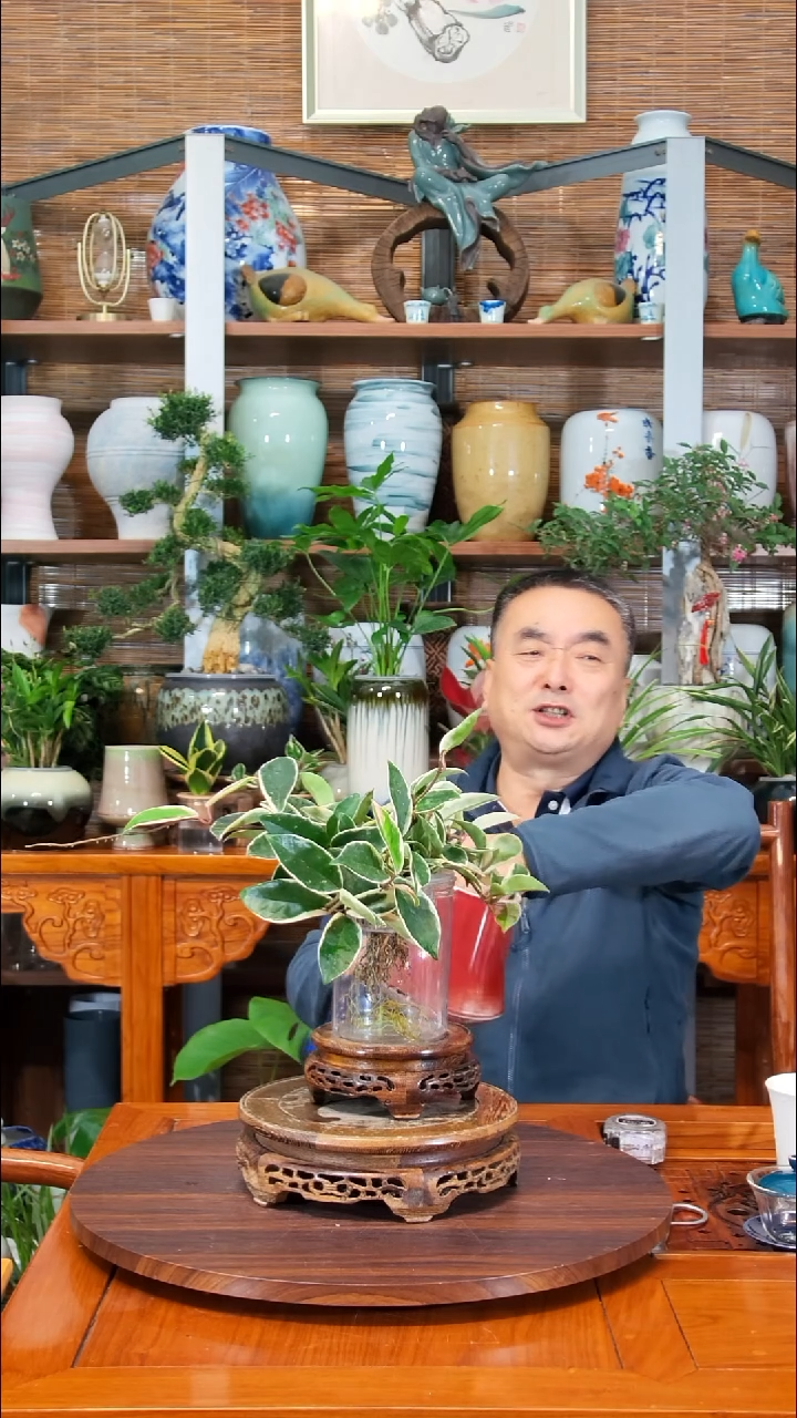 无花朵叽**啦水之韵水培花叶球兰