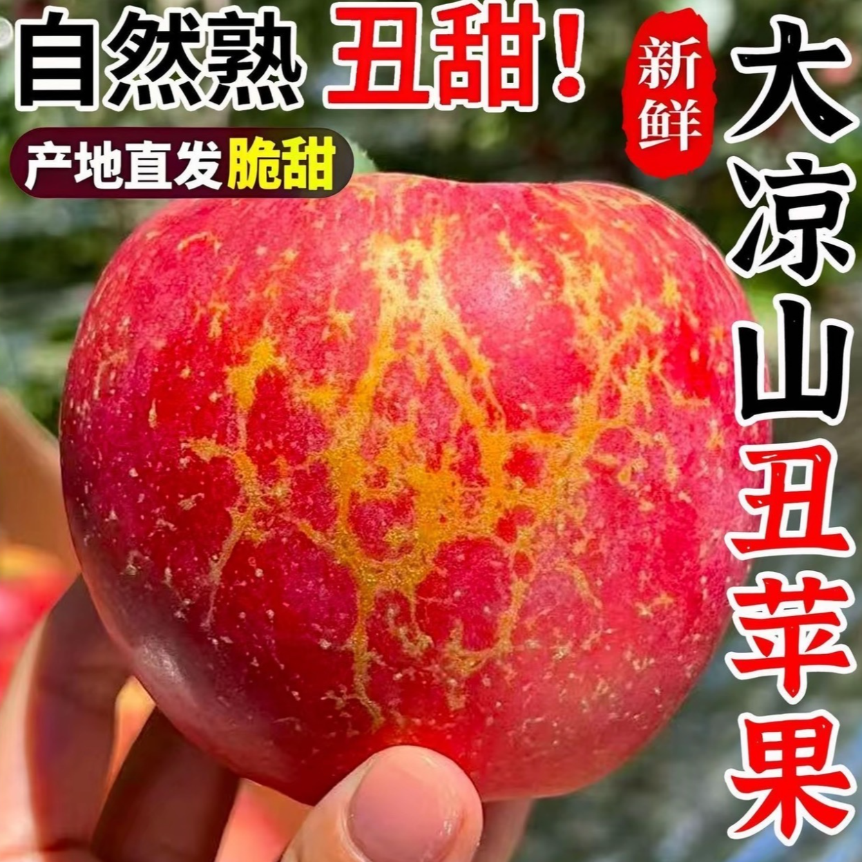 正宗四川大凉山冰糖心丑苹果  新鲜现摘脆甜多汁水果z