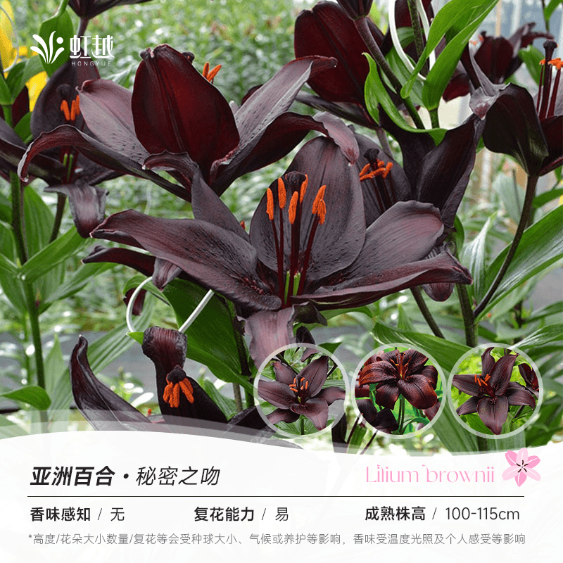 【带芽】进口香水百合花种球四季开花浓香型花卉庭院阳台耐寒室内绿