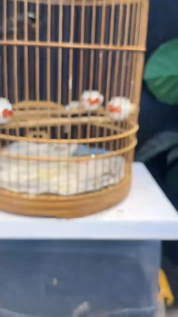 虎皮鹦鹉45号   虎头凤养笼0元起拍