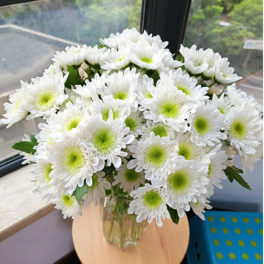 【源头优选】瑞白小菊-水养插花用云南直发鲜花