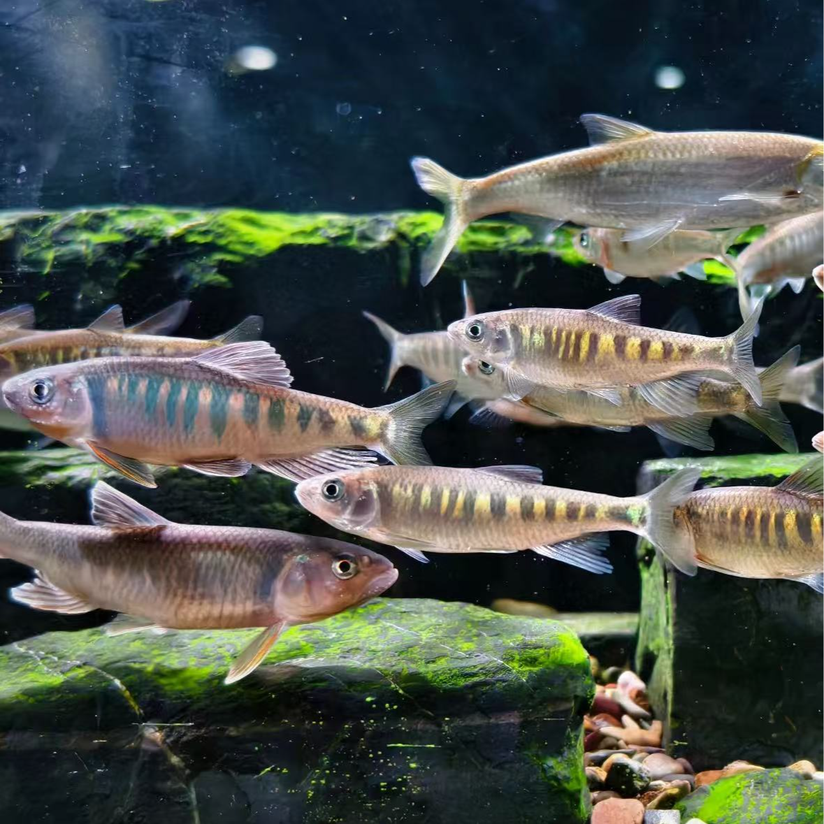 长鳍鱲发色原生态长鳍鱲溪流鱼原生鱼土生土长冷水鱼