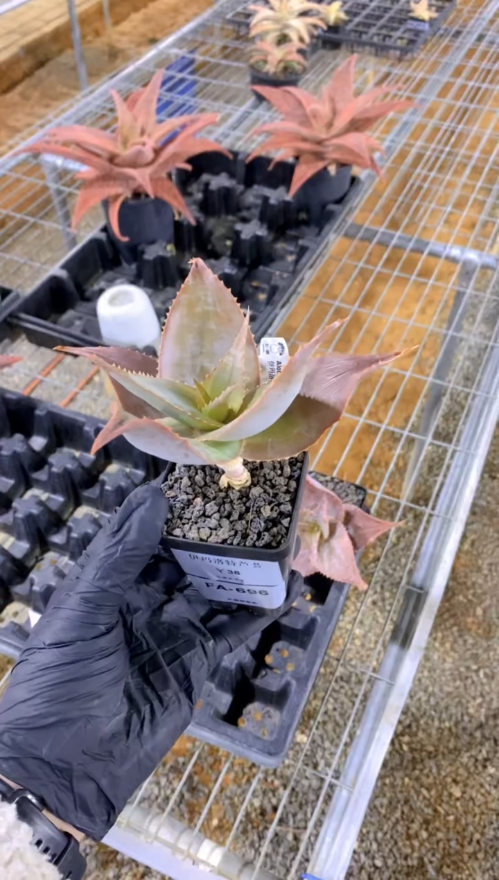 【闪购商品】伊玛洛特脱土FA-696