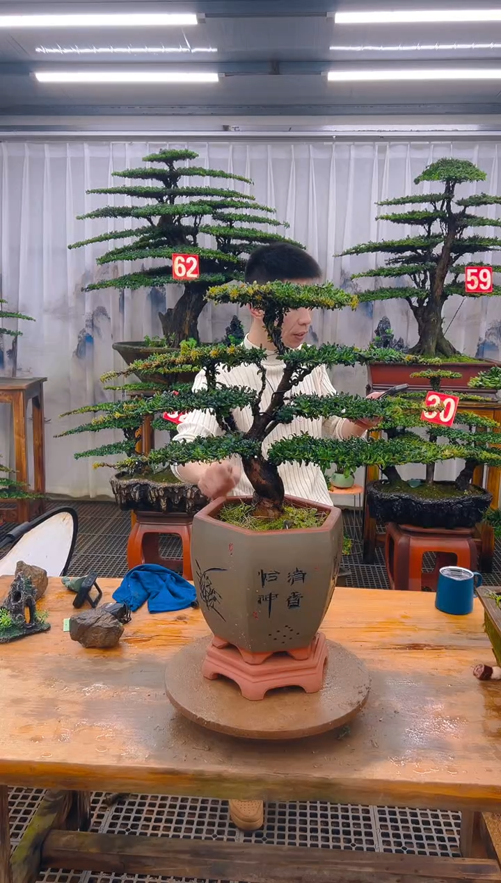 无花朵大**疆精品盆景直播间一物一拍