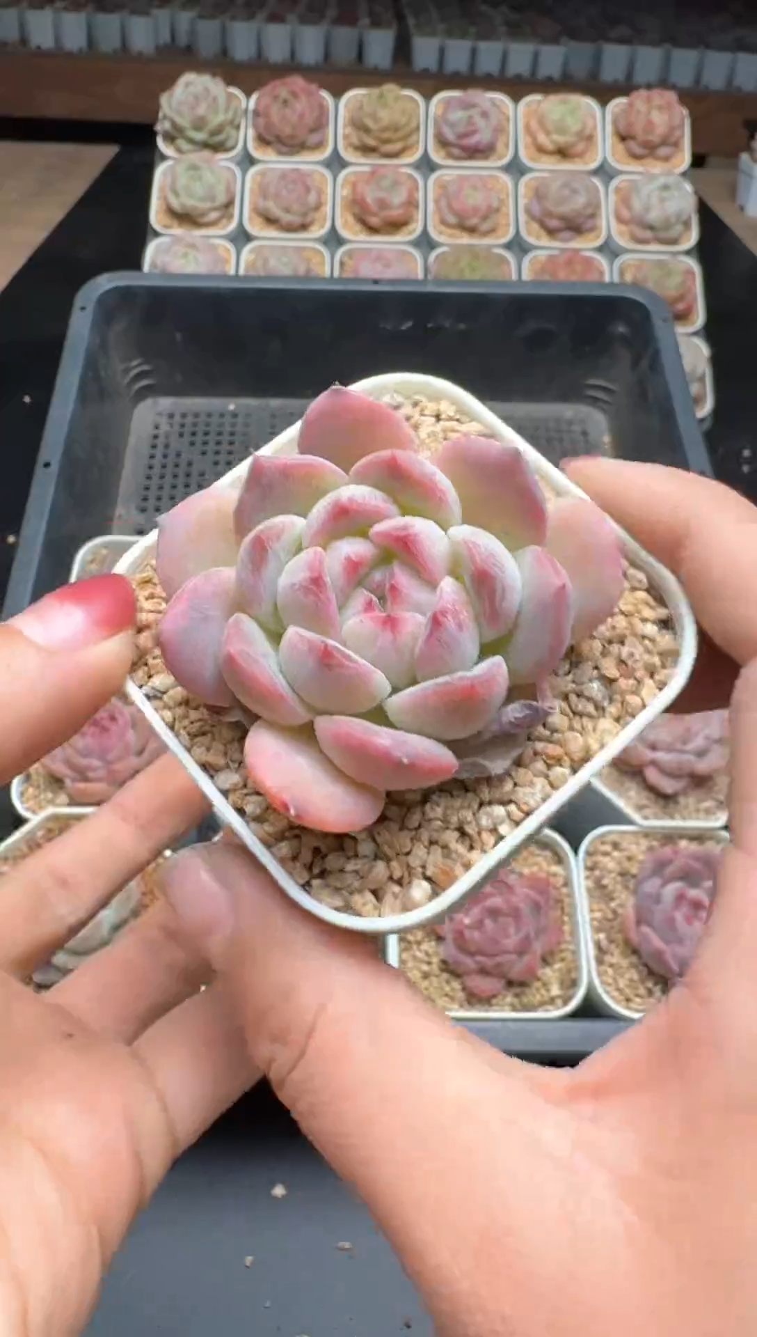 【闪购商品】640E号一物一拍多肉花卉植物3颗起发