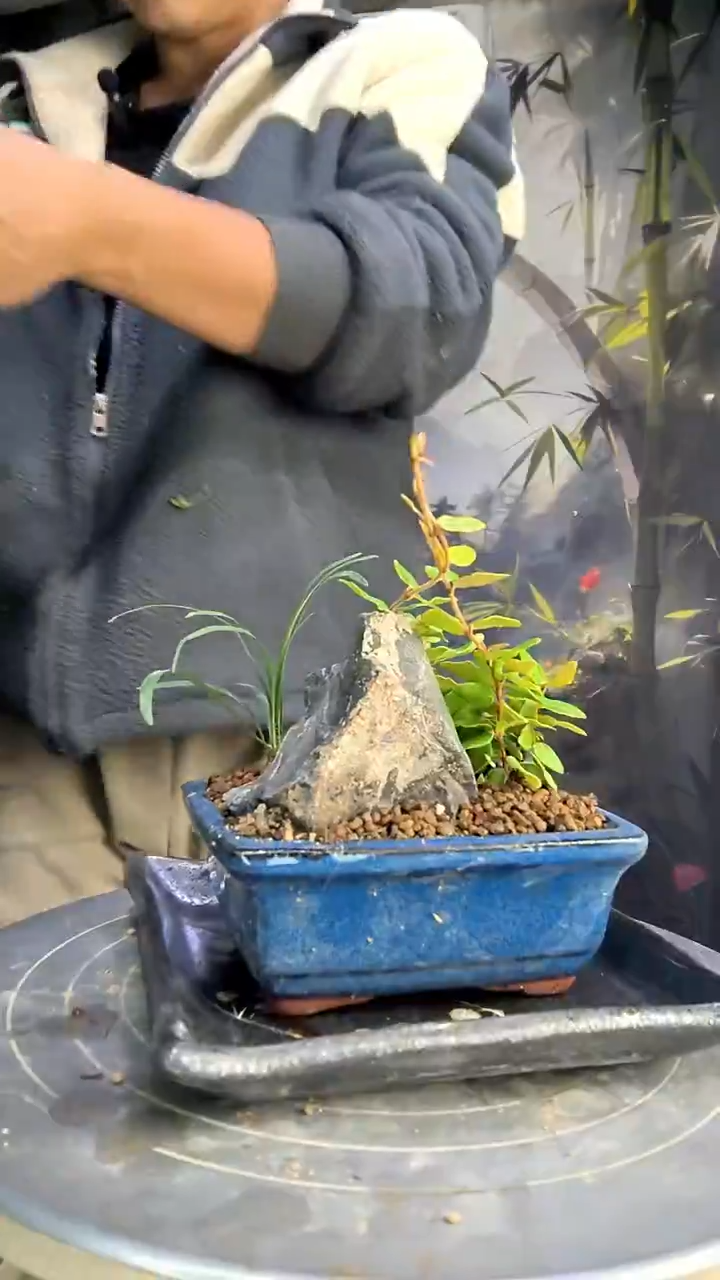 T****i中青园艺一物一拍206