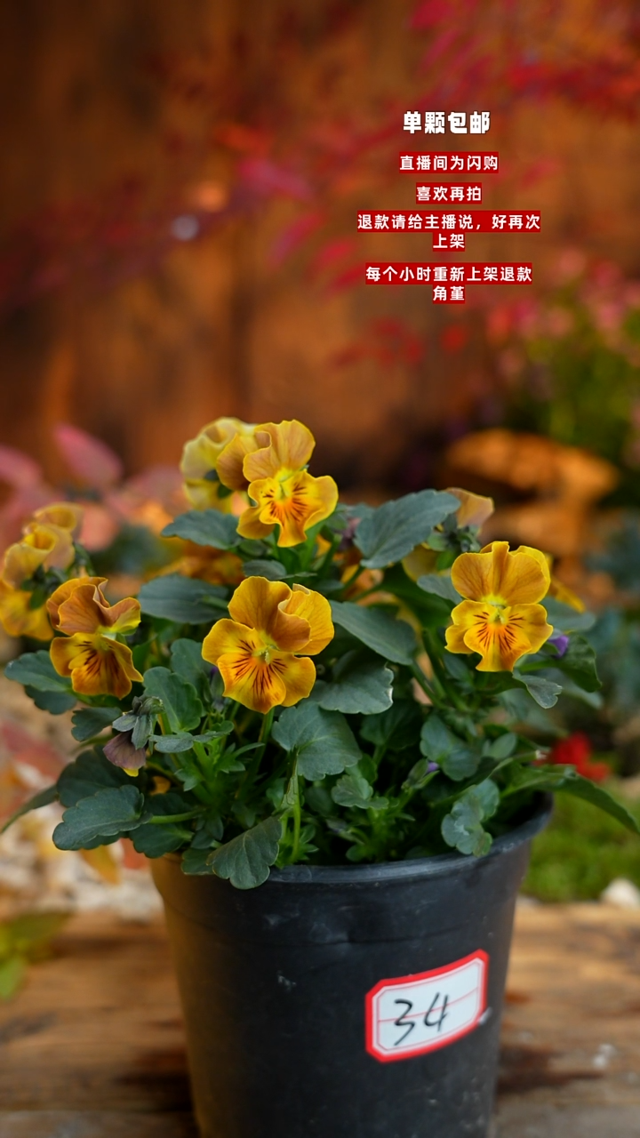 全部花朵雪*000000034