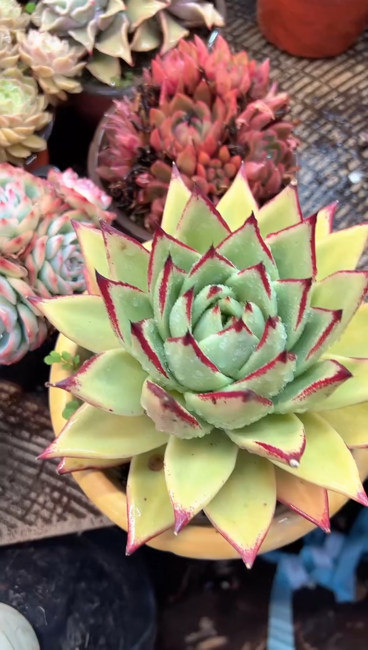 木**贝多肉植物一物一拍23440