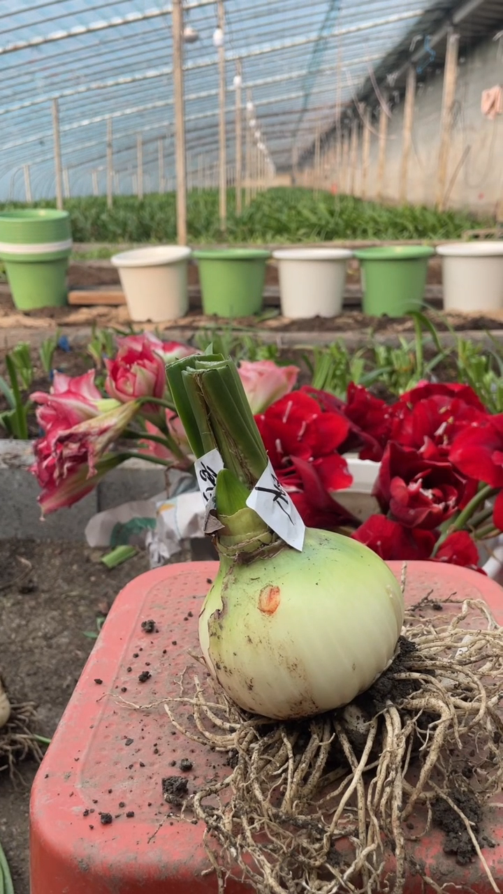 【闪购商品】甜蜜尼夫10公分左右1号