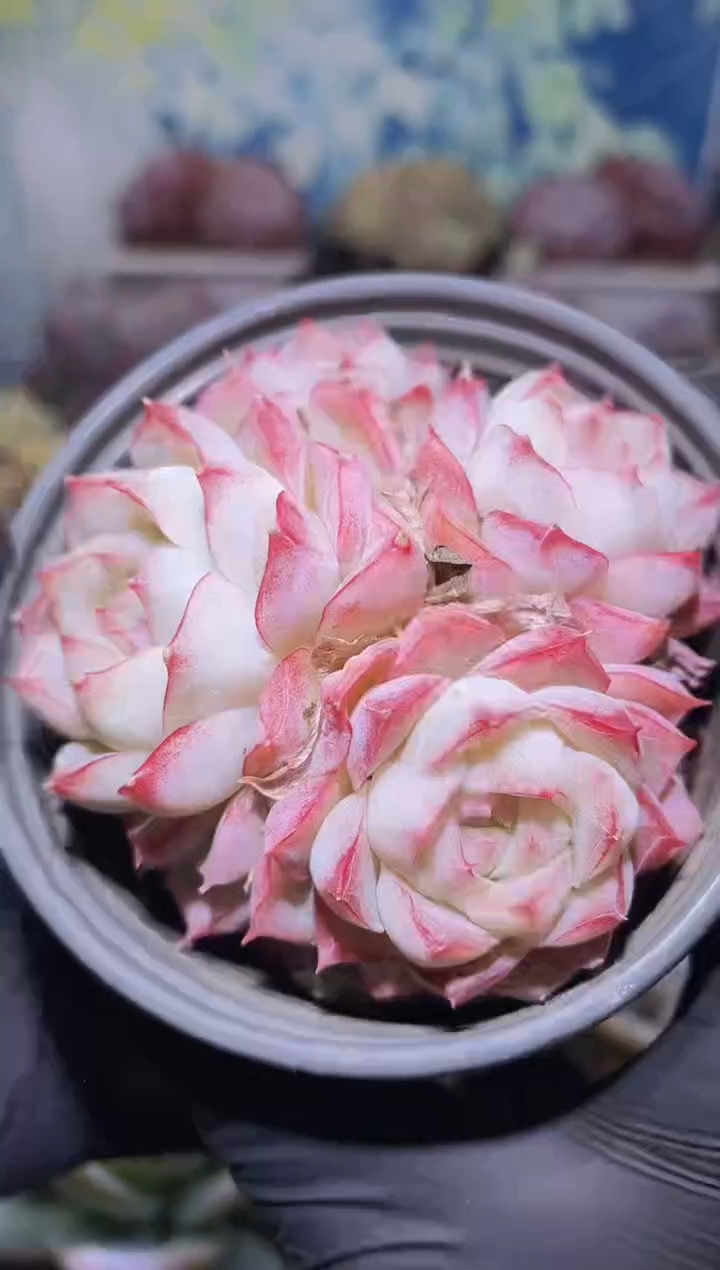 【闪购商品】190超女多肉