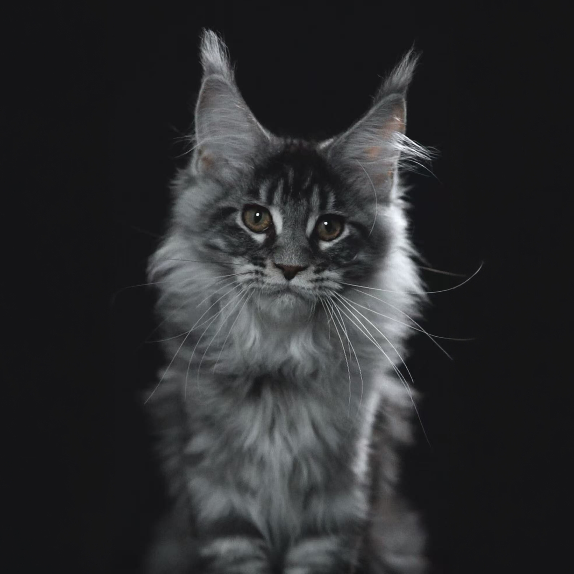 （上海缅因猫）缅因活体宠物猫猫咪专拍成交链接