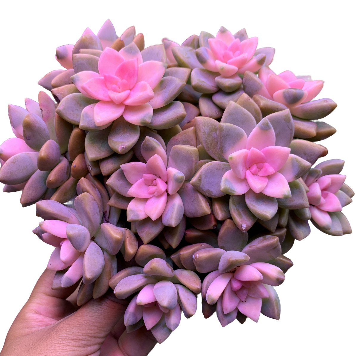 花仙子带盆土 多肉植物室内室外耐寒耐热云南发货