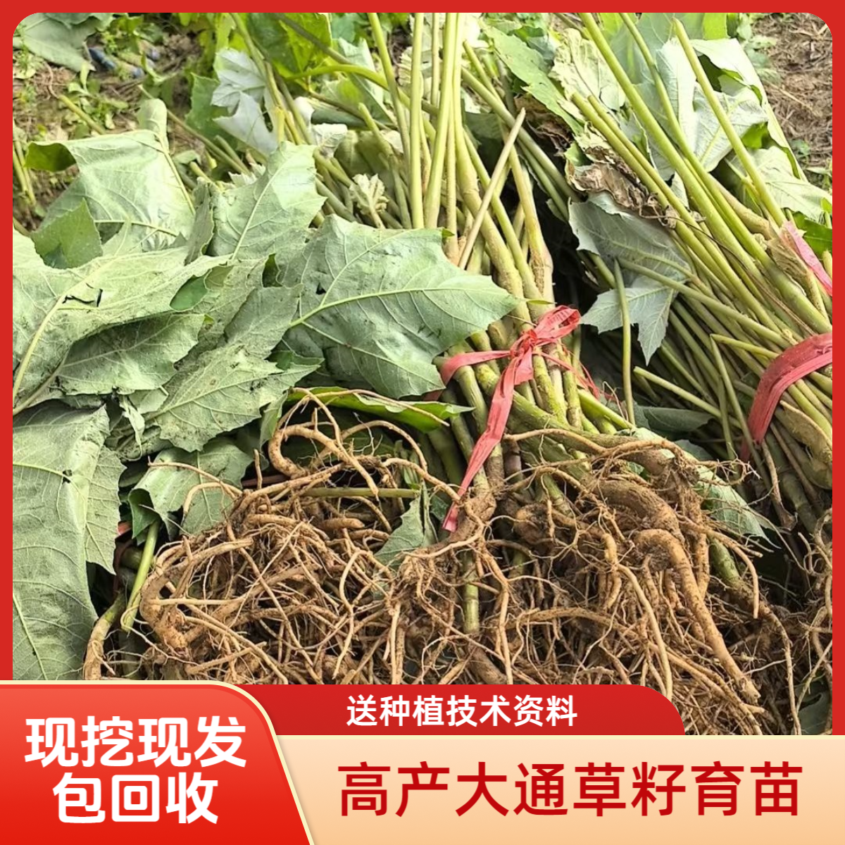 基地驯化高产青杆薄皮大通草籽育苗中药材种苗 通花杆通脱木苗子