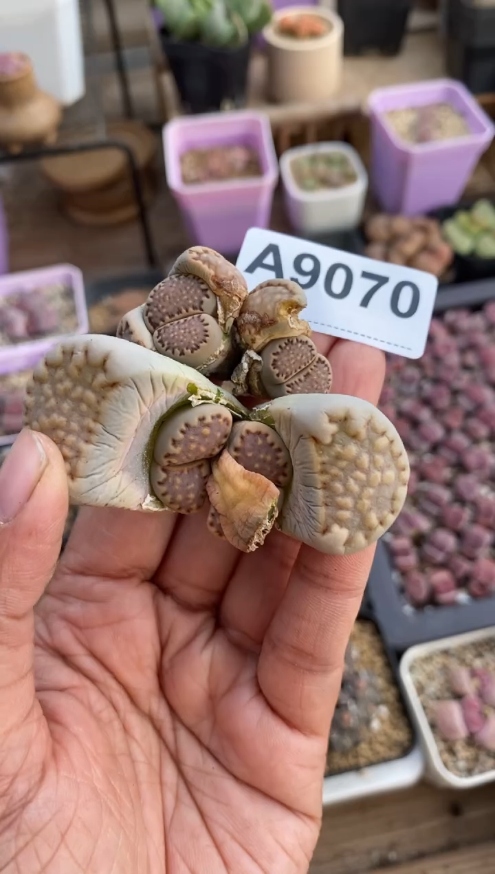 【闪购商品】9070直播一物一拍