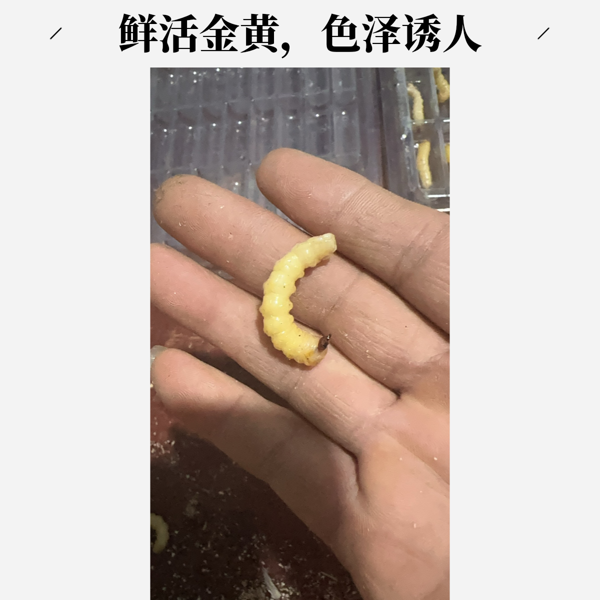 2025新鲜柴虫虫子画眉鸟食活体柴虫质量保证成活率保证