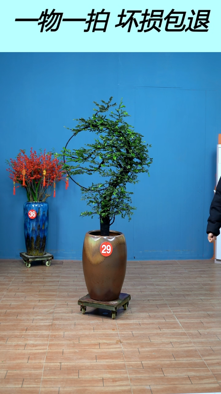 无花朵广东小叶紫檀29号