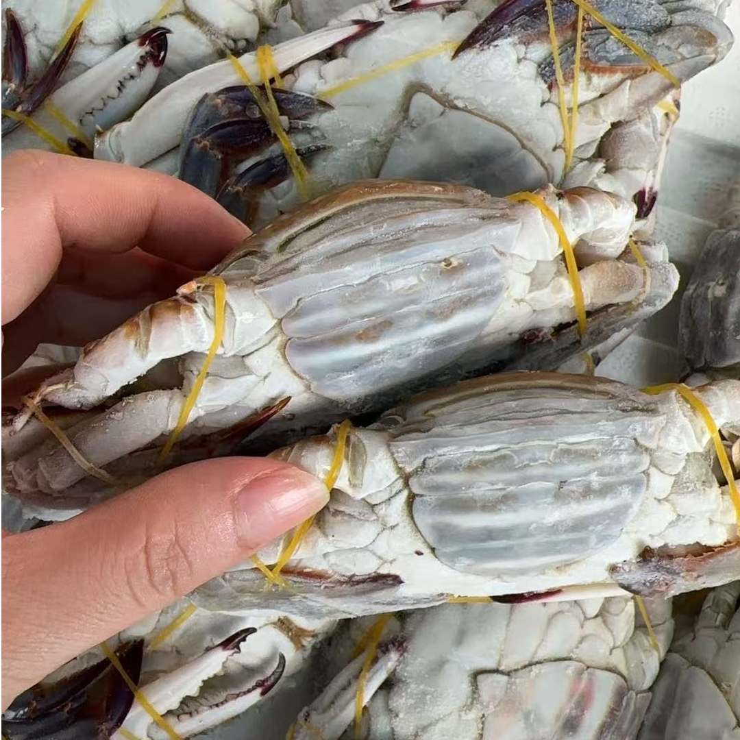 【冻蟹】舟山野生海捕梭子蟹肉母蟹 福利品 舟山顺丰冷链发货 4两左右/只 净重4斤以上 到手12只