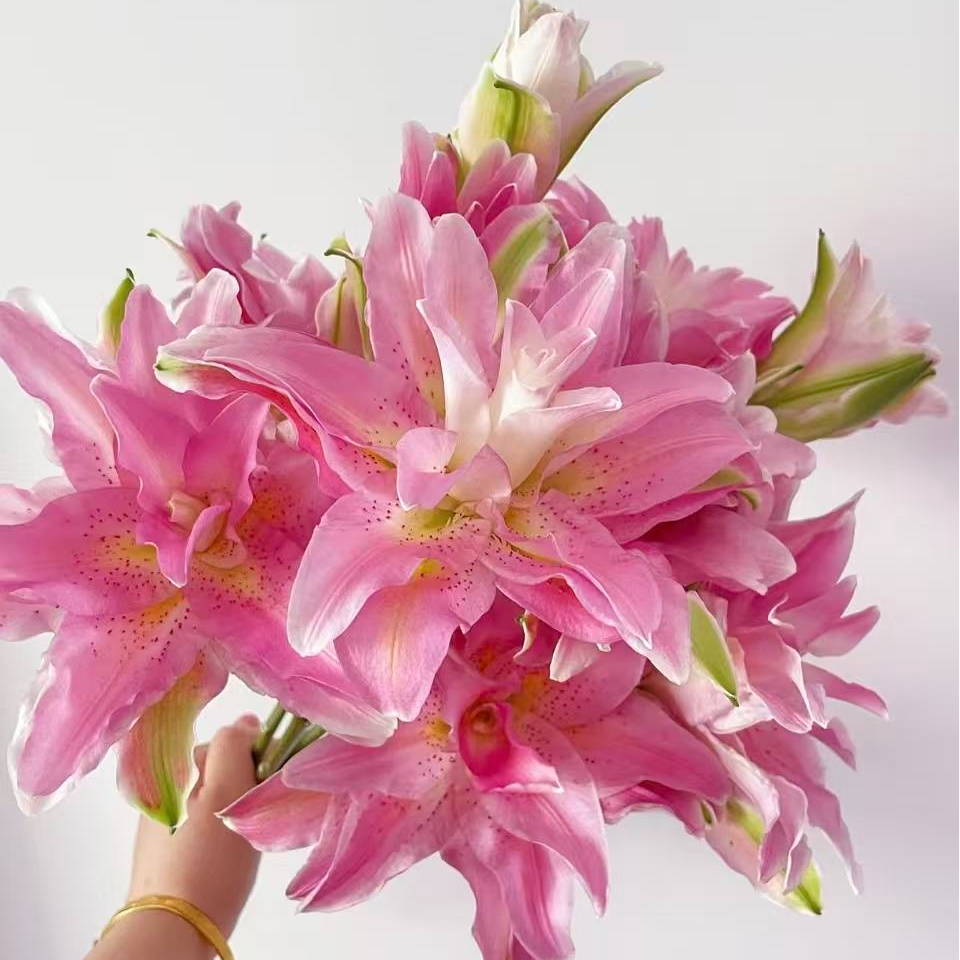  【红蜜糖人重瓣香水百合】任意两单及两单以上鲜花顺丰包邮发货