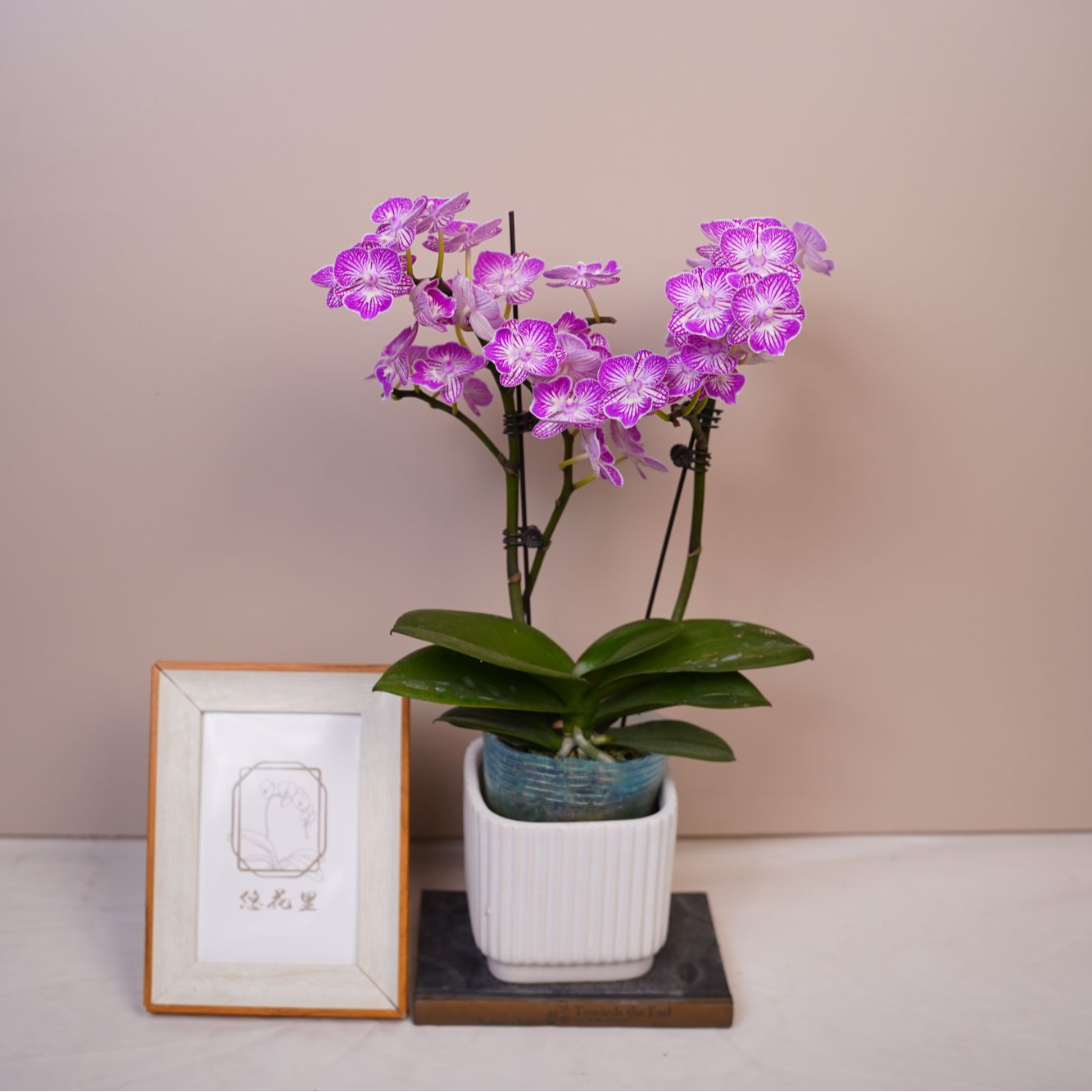 蝴蝶兰（绚丽全花）开花株发货
