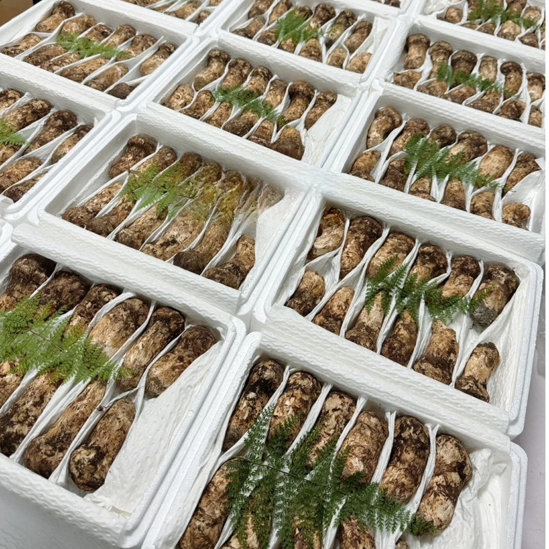 云南香格里拉新鲜松茸--菌子爆炒煲汤刺身香煎现采现发 顺丰包邮