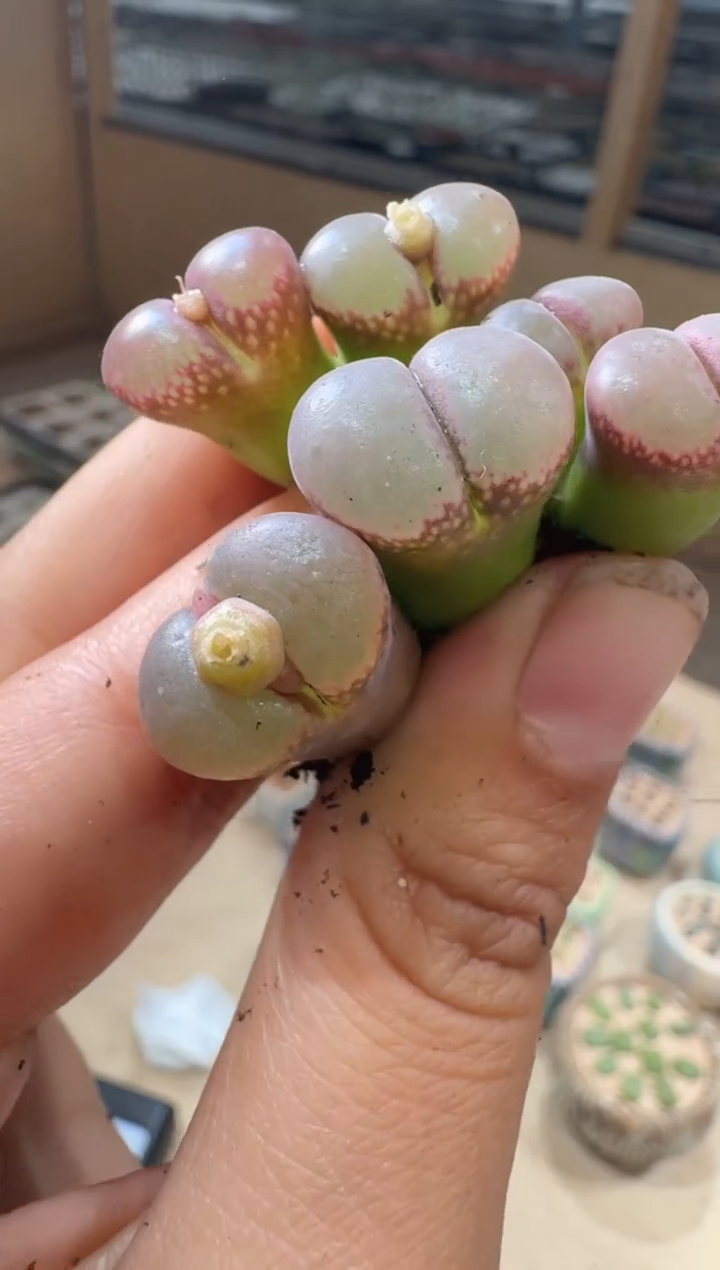 12-93多肉植物肉锥腰子窗一颗