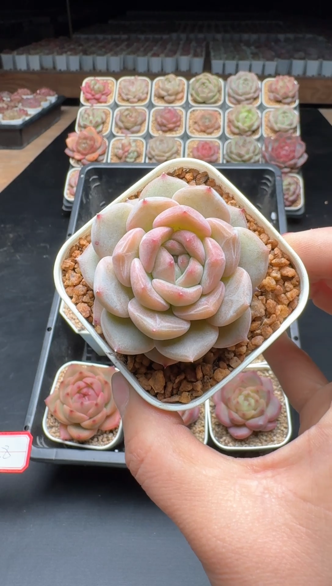 【闪购商品】822号一物一拍珍妮多肉花卉植物3颗起发