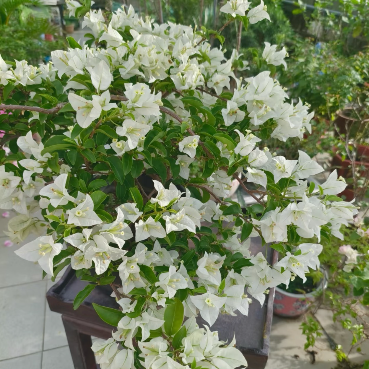 【白雪公主1加仑】软枝条带盆土室内外勤花耐活观赏三角梅