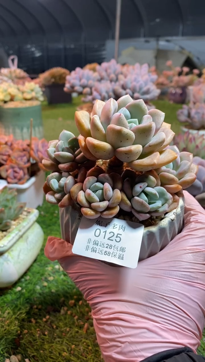 【闪购商品】0125a