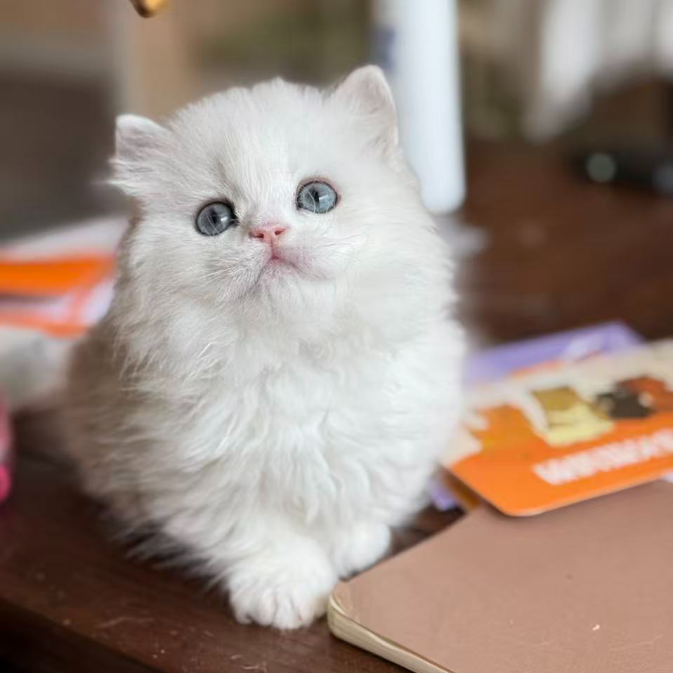 （楼楼与猫）T猫咪活体