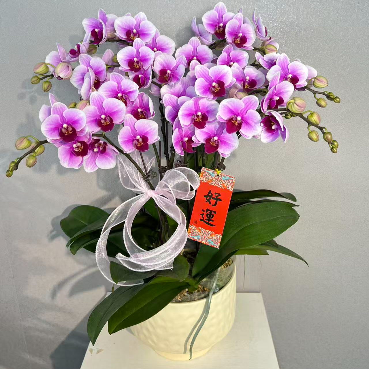 《绝代双骄》蝴蝶兰第三名艺术组盆鲜花摆设高端花卉