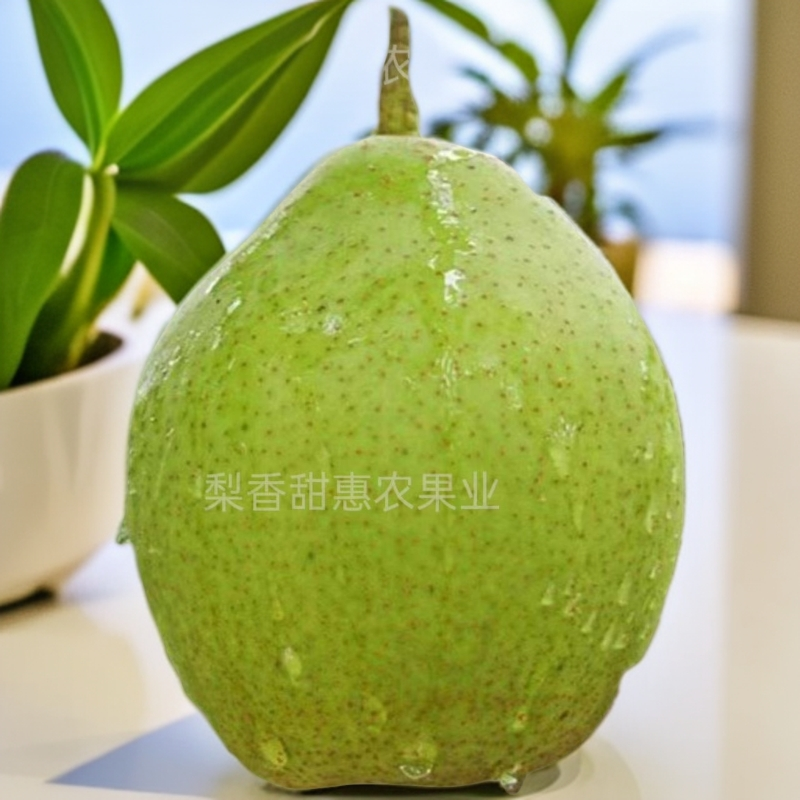 （精品礼盒装)河北邯郸魏县青皮大鸭梨一口爆汁一梨三味产地直发