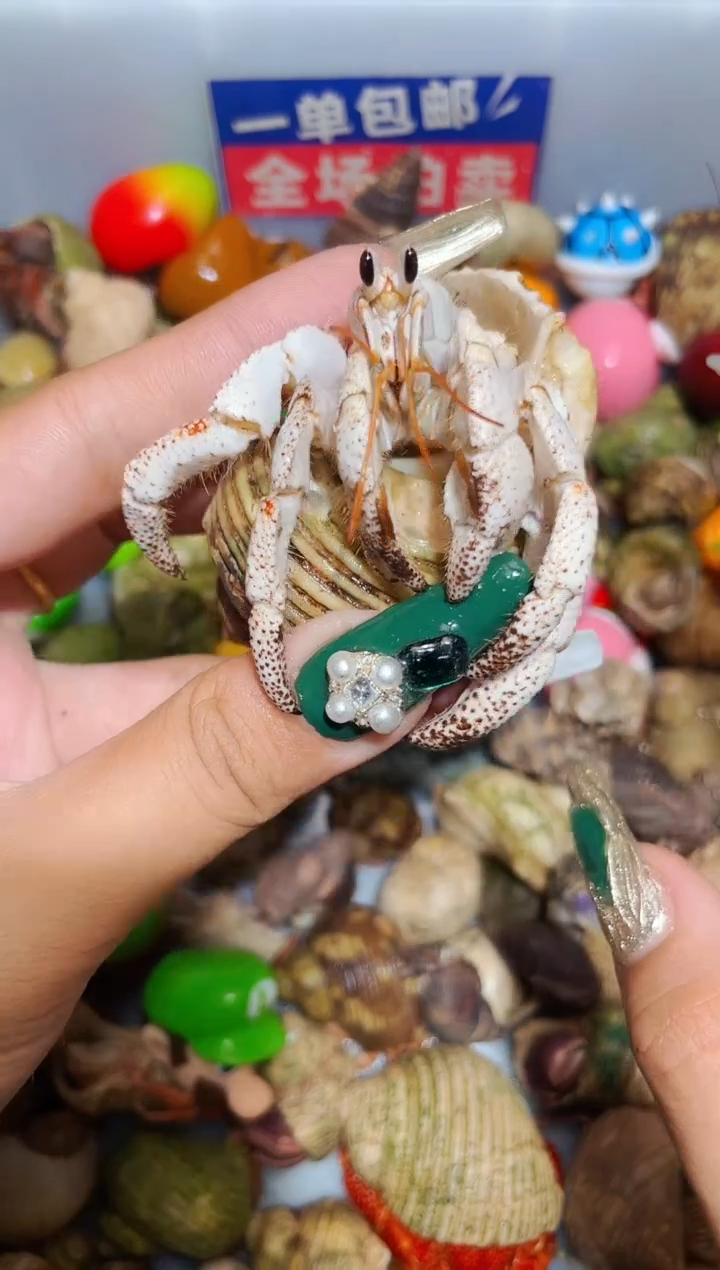 陌派甄选寄居蟹6807，几乎全白马岛2.4口 黑眼睛