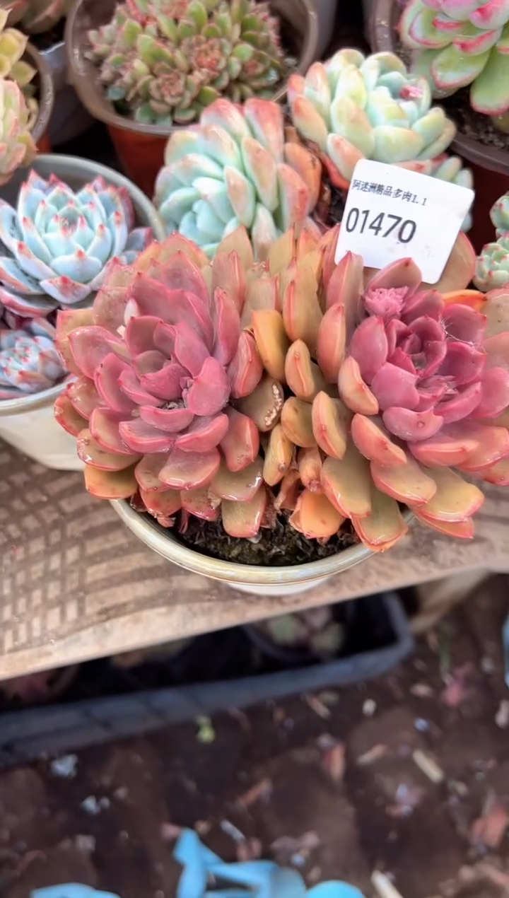 时**一多肉植物一物一拍01470