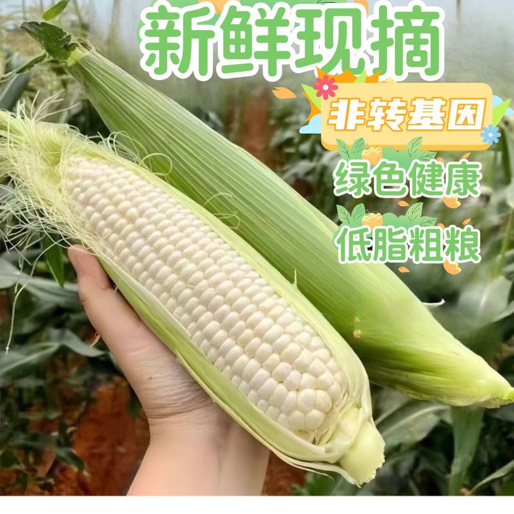 【次日达】海南新鲜美玉27号白糯玉米白甜糯包谷露天自然生长3斤/5斤/9斤装白糯玉米海南省海南省海南州