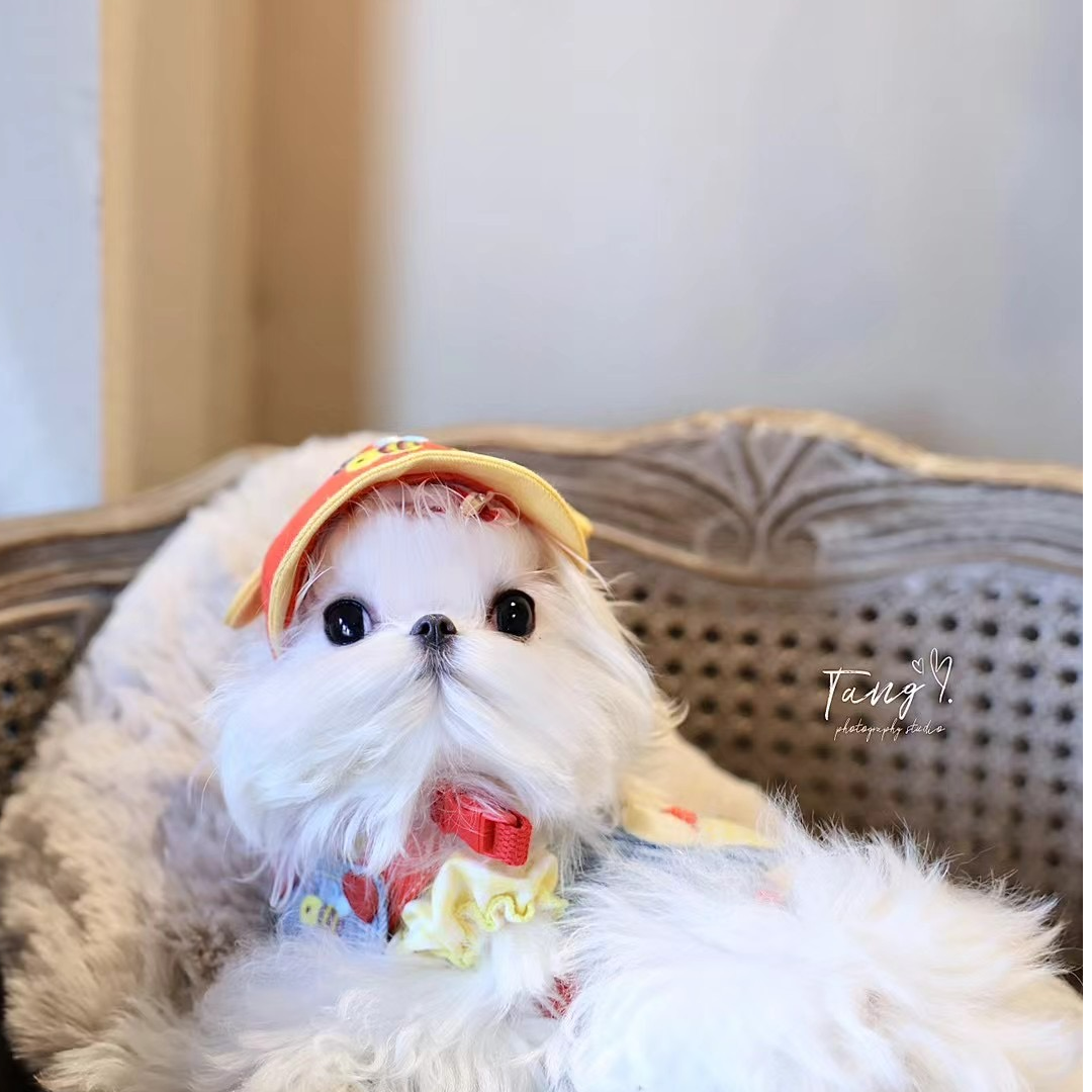 马尔济斯狗狗活体竞拍商品