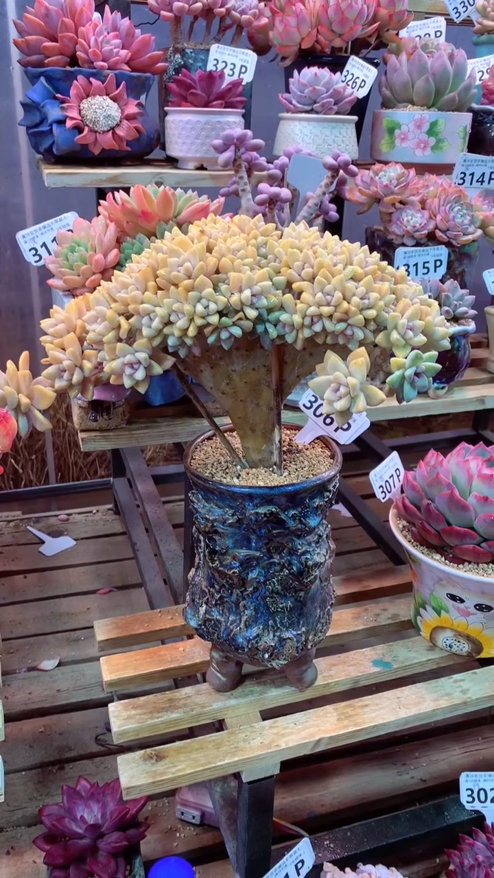 306P（一物一拍，精品多肉，所见即所得 ）