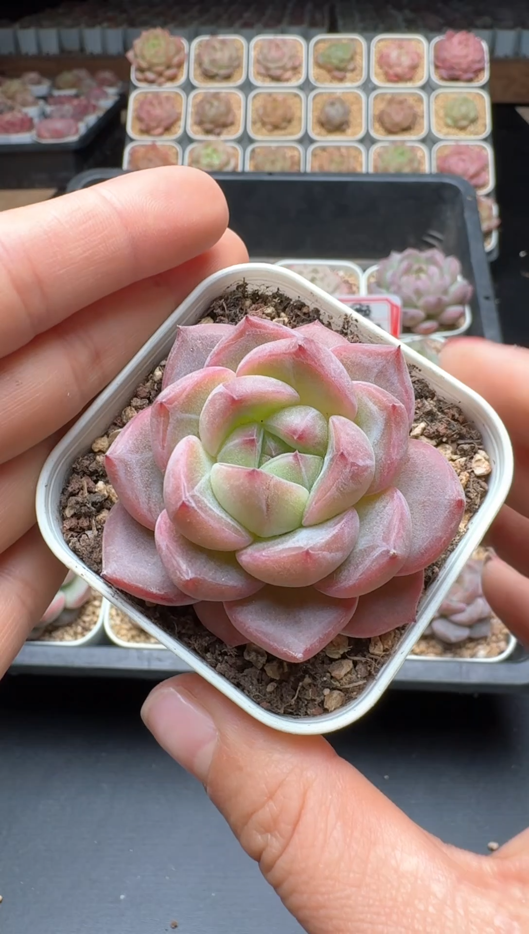 【闪购商品】108号 珍妮杂交多肉 花卉植物