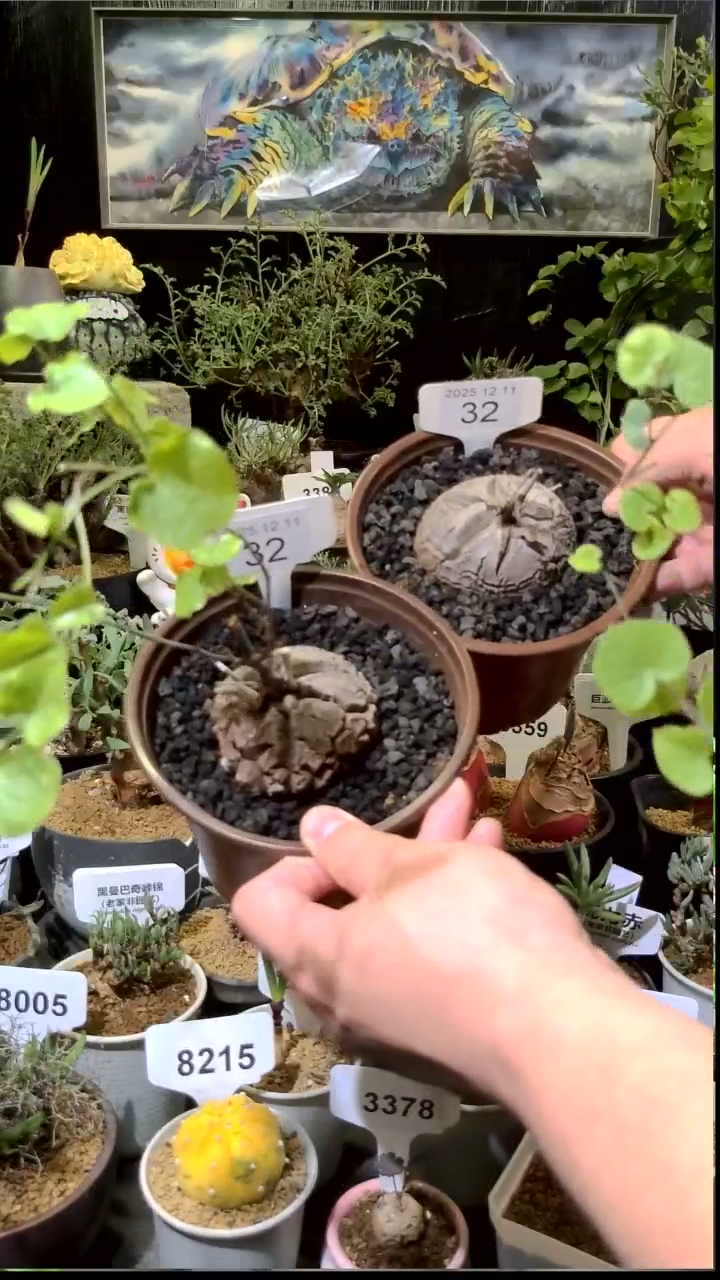 32号1211福利南非龟甲龙买一送一