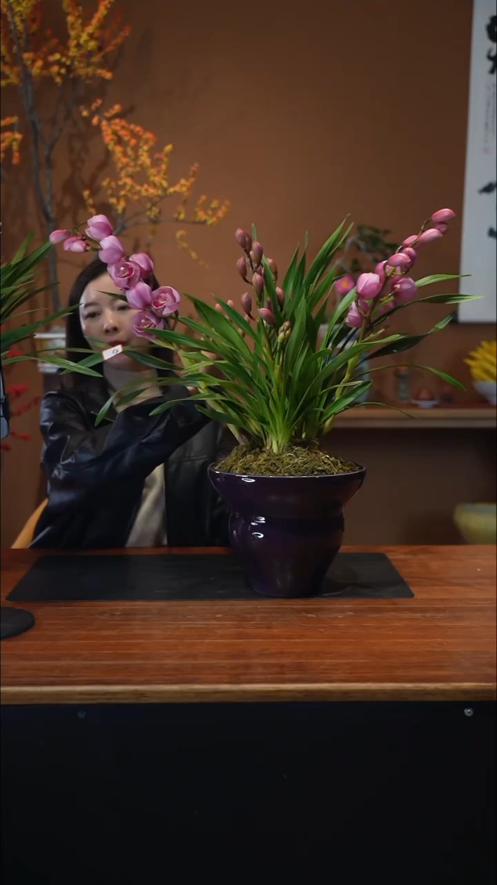 全部花朵粉黛紫盆  