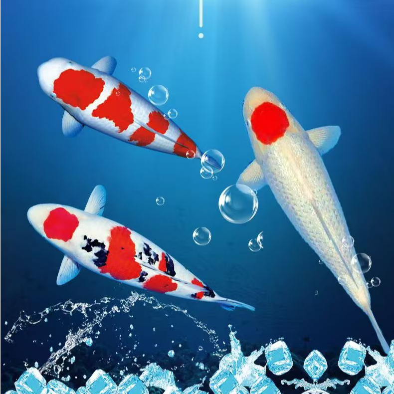 【一物一拍】精品昭和非写白写红白活体锦鲤包邮包损到家