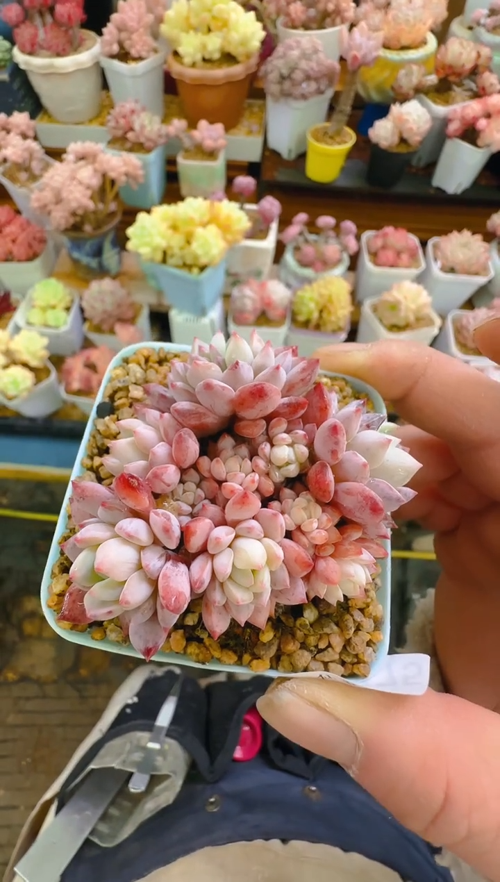 【闪购商品】春—175—仙农(爱玉）