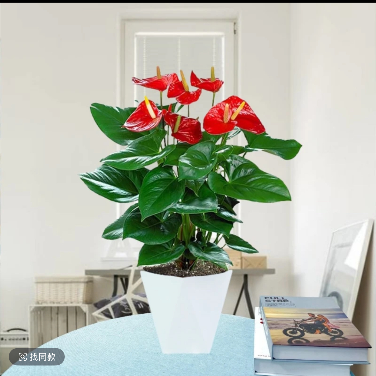 (4-6花)大盆红掌土培水培喜庆一帆风顺鸿运当头好活好养绿植