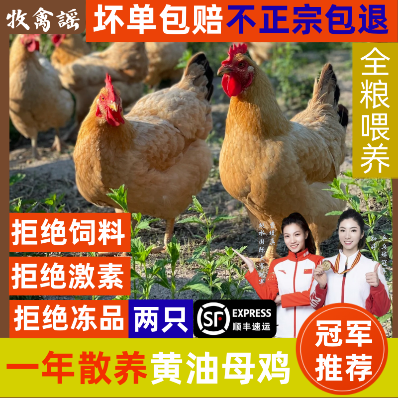 （2只母鸡）1年母鸡散养土鸡煲汤黄油带内脏净重6斤顺丰包邮生鲜鸡