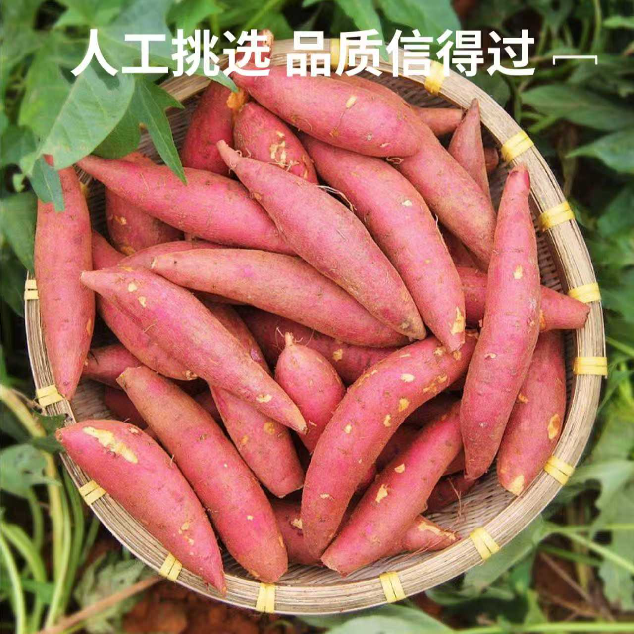 河南新鲜红薯西瓜红蜜薯农家自采