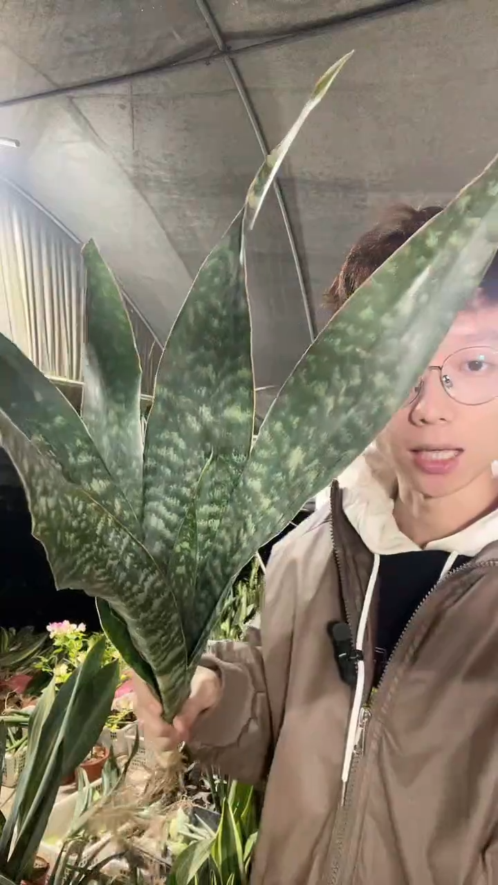 4叶起嘉宝裸根18.8