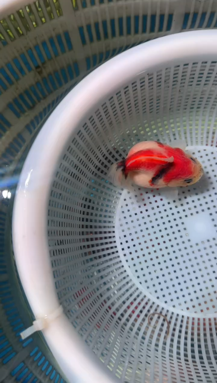 狮头鱼短尾将军狮，两条包邮，一条加拍包装费，未拍到付