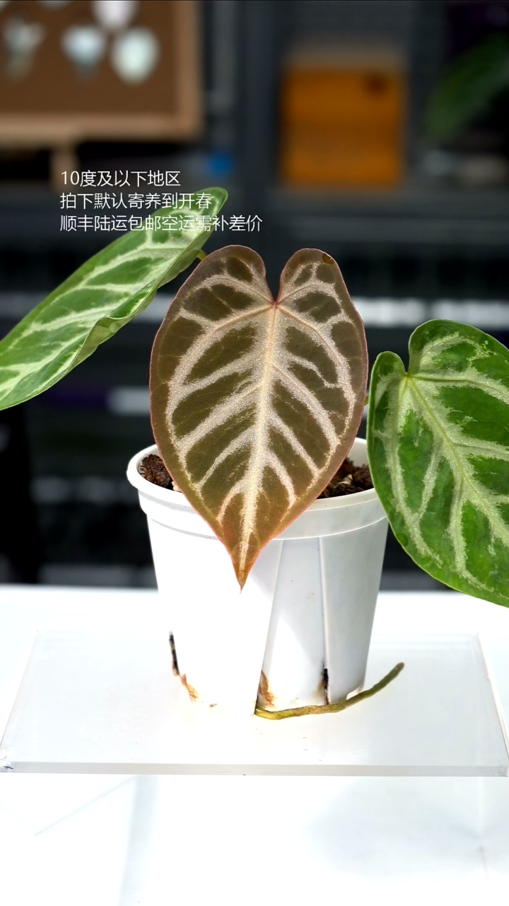 完全开放闪烁1.0 01